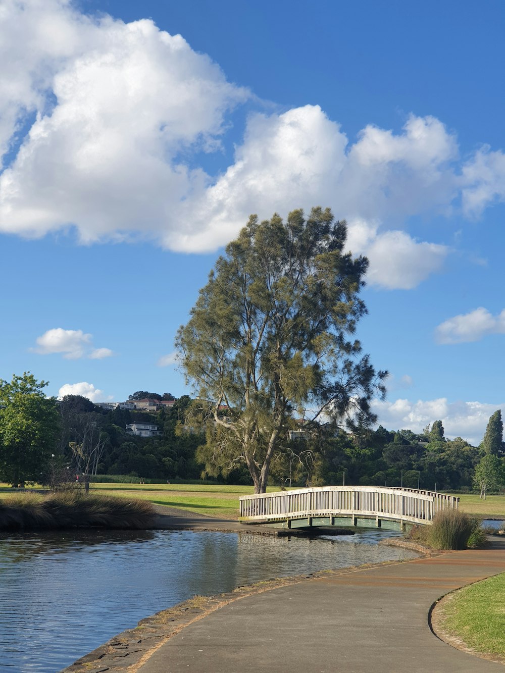 green trees near river under blue sky during daytime