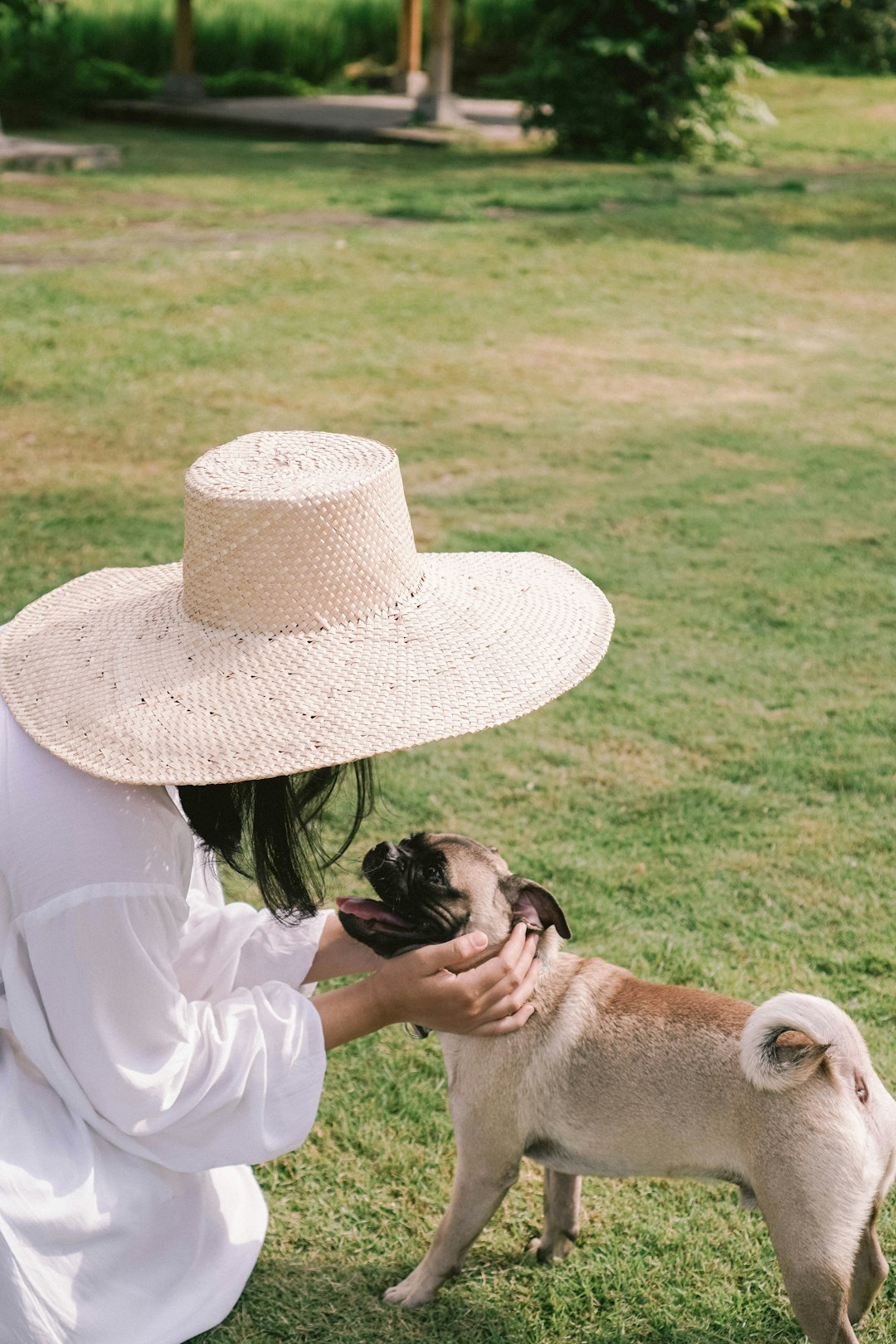 fawn pug wearing white hat