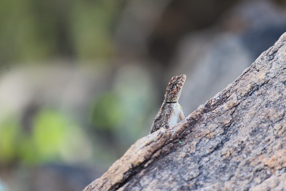 brown and white lizard on brown rock