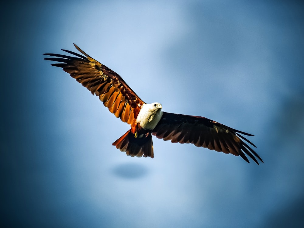 white and brown bird flying