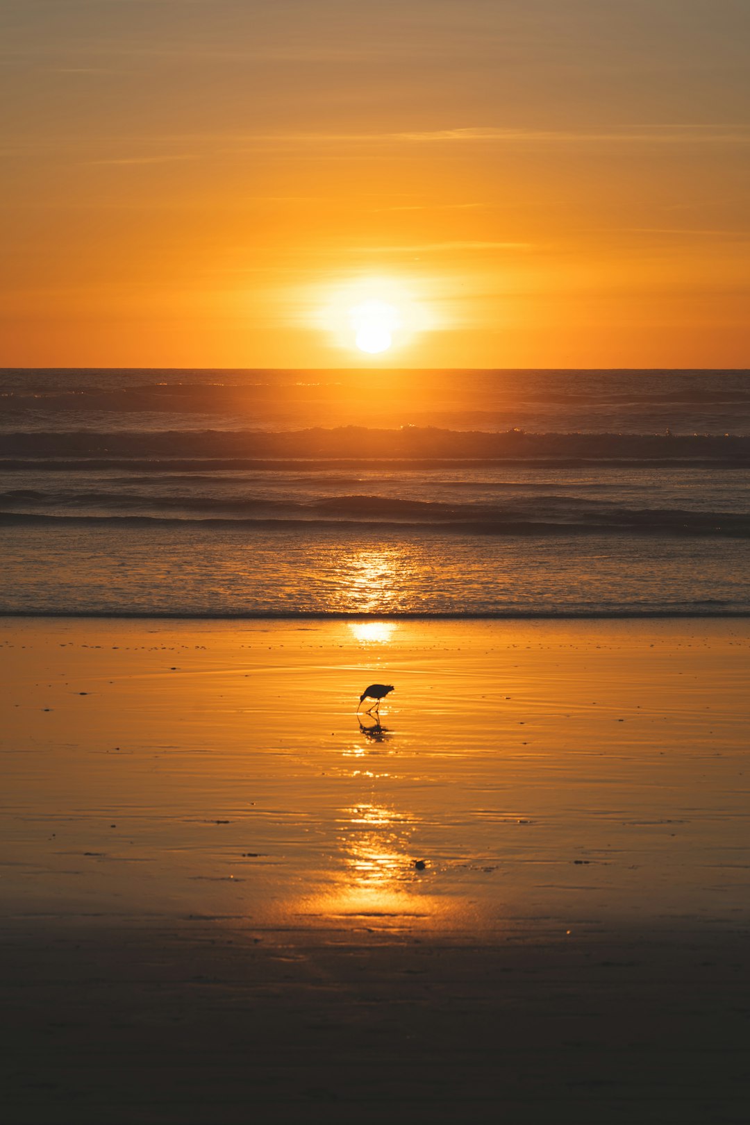 silhouette of bird on beach during sunset