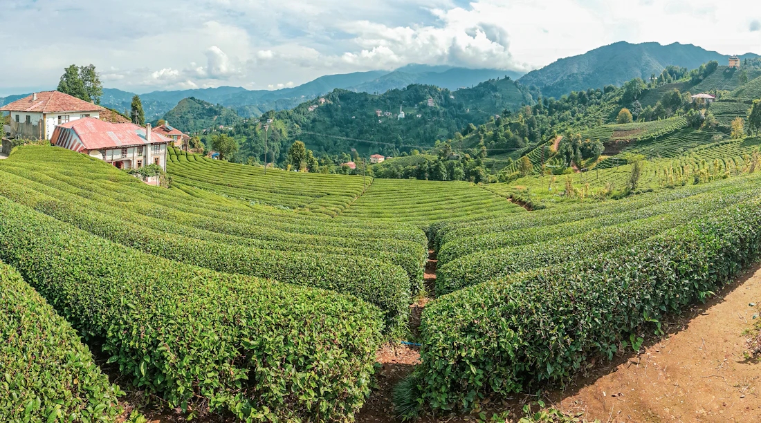 Rize çay bahçeleri ve yeşil dağ manzarası