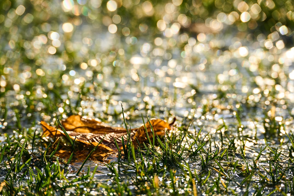 brown dried leaf on green grass during daytime