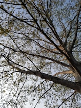 A tree with a network of branches reaching towards the sky, adorned with clusters of green leaves. The background is a clear blue sky, providing a serene backdrop.