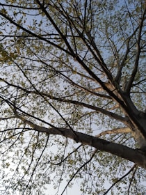 A tree with a network of branches reaching towards the sky, adorned with clusters of green leaves. The background is a clear blue sky, providing a serene backdrop.