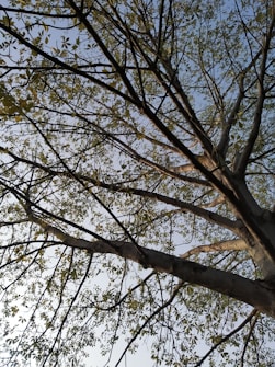 A tree with a network of branches reaching towards the sky, adorned with clusters of green leaves. The background is a clear blue sky, providing a serene backdrop.