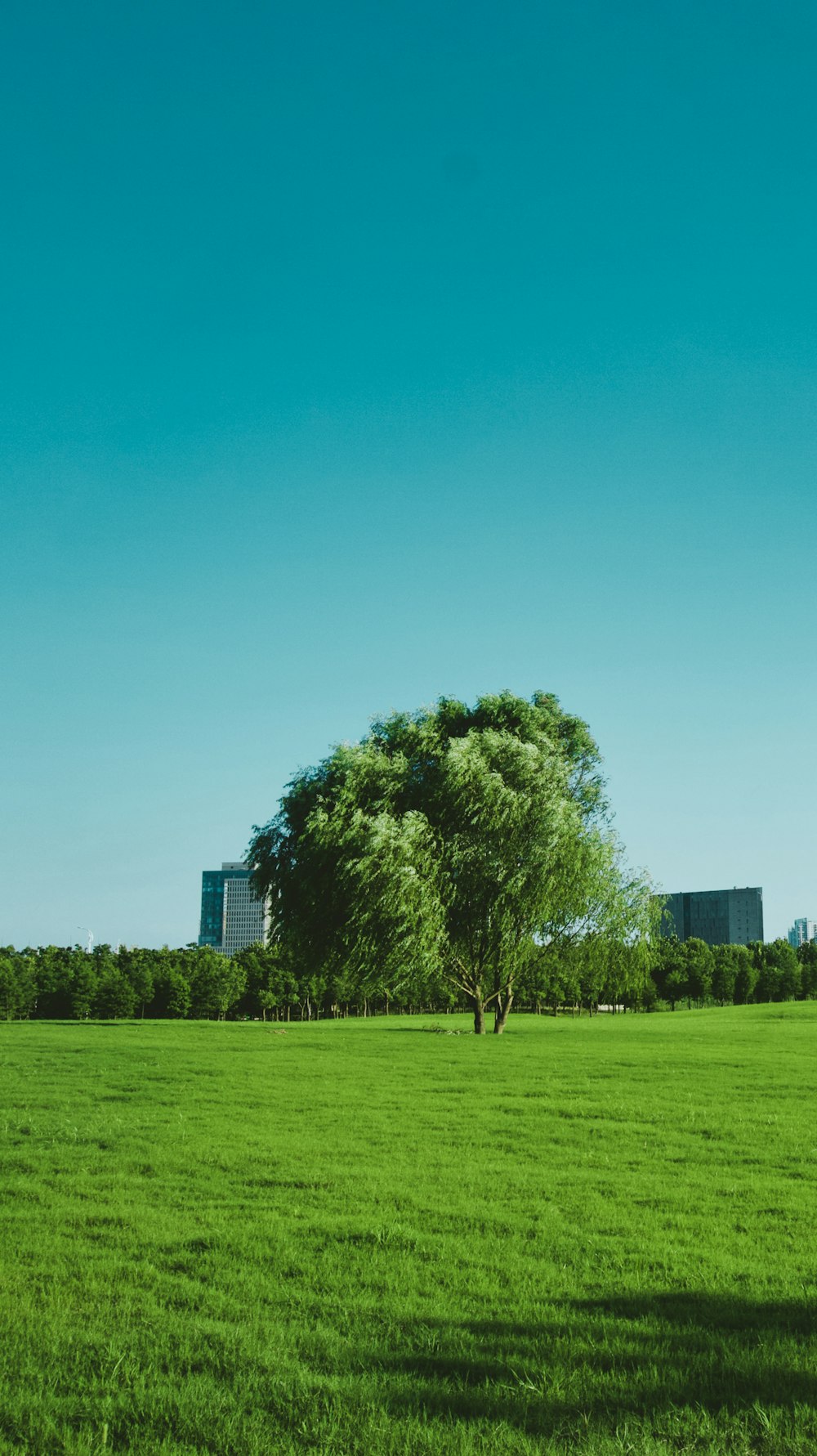 albero verde su campo di erba verde durante il giorno
