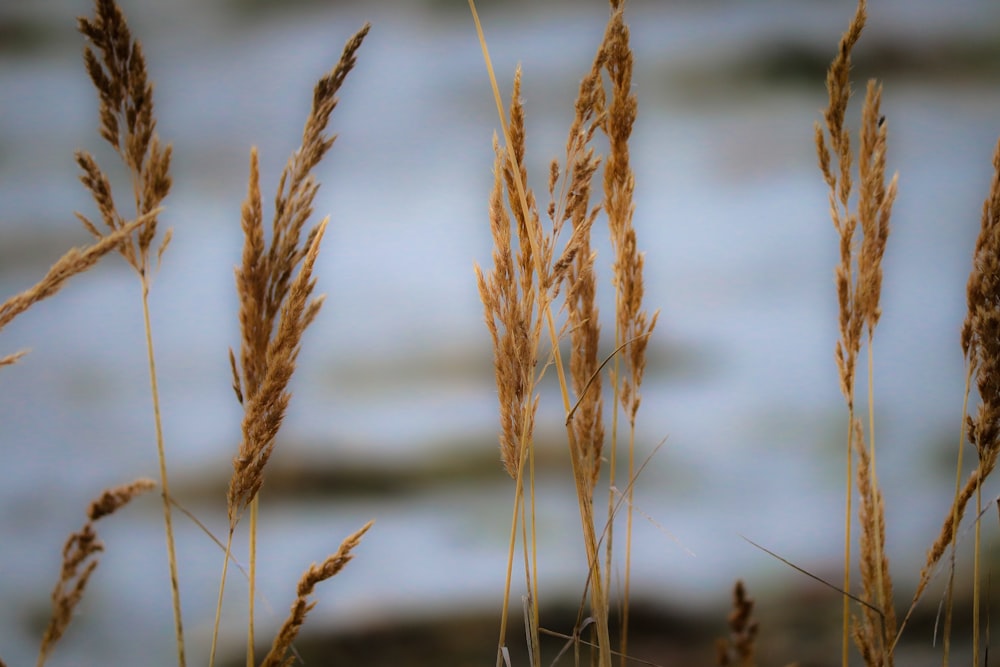 brown wheat in close up photography