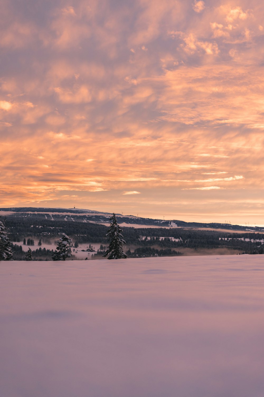 snow covered field and trees during sunset