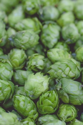 A collection of green hop cones in various shades, tightly packed together. The cones have a layered, overlapping structure, typical of hops used in brewing.