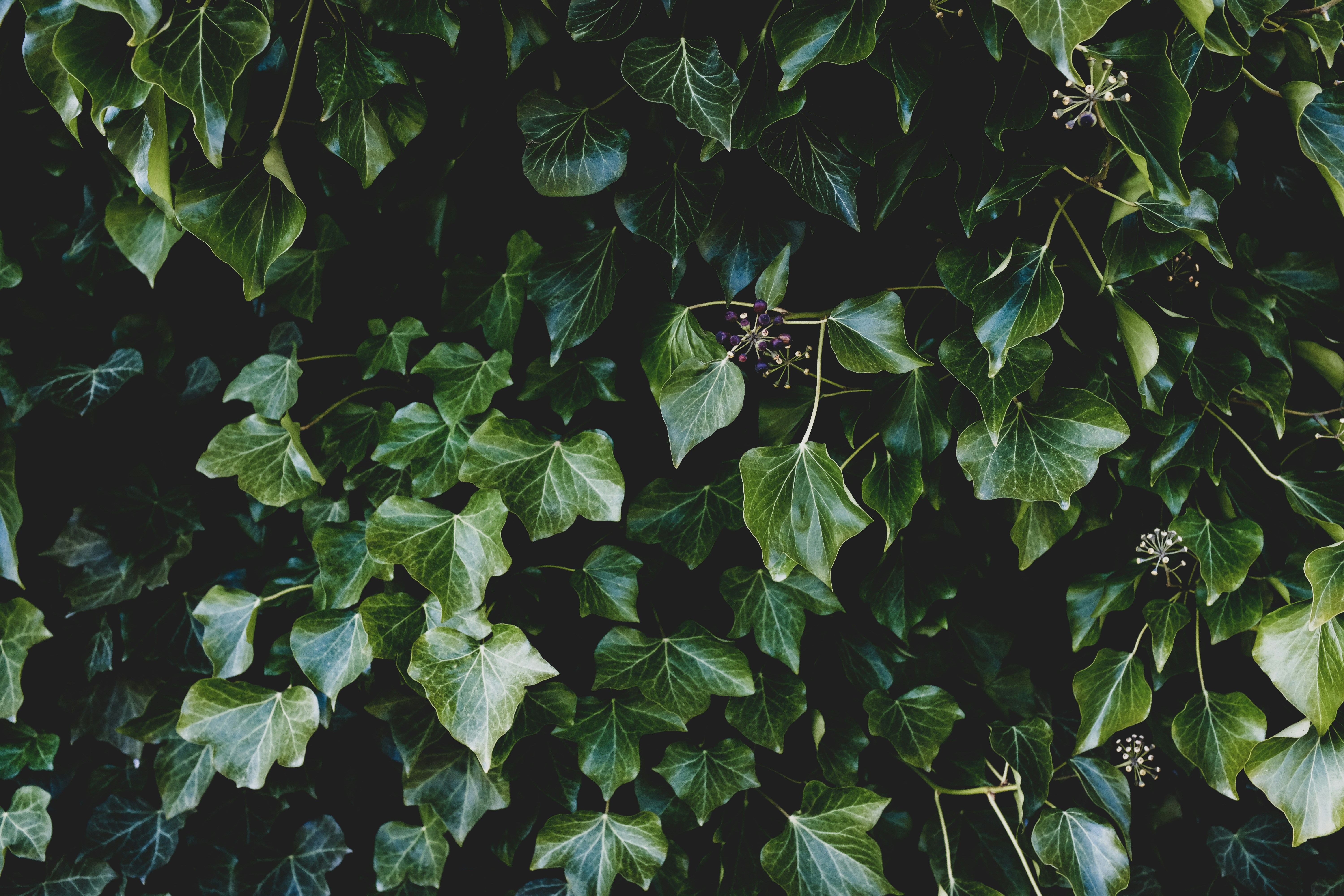 Photo by jo_sorgenfri