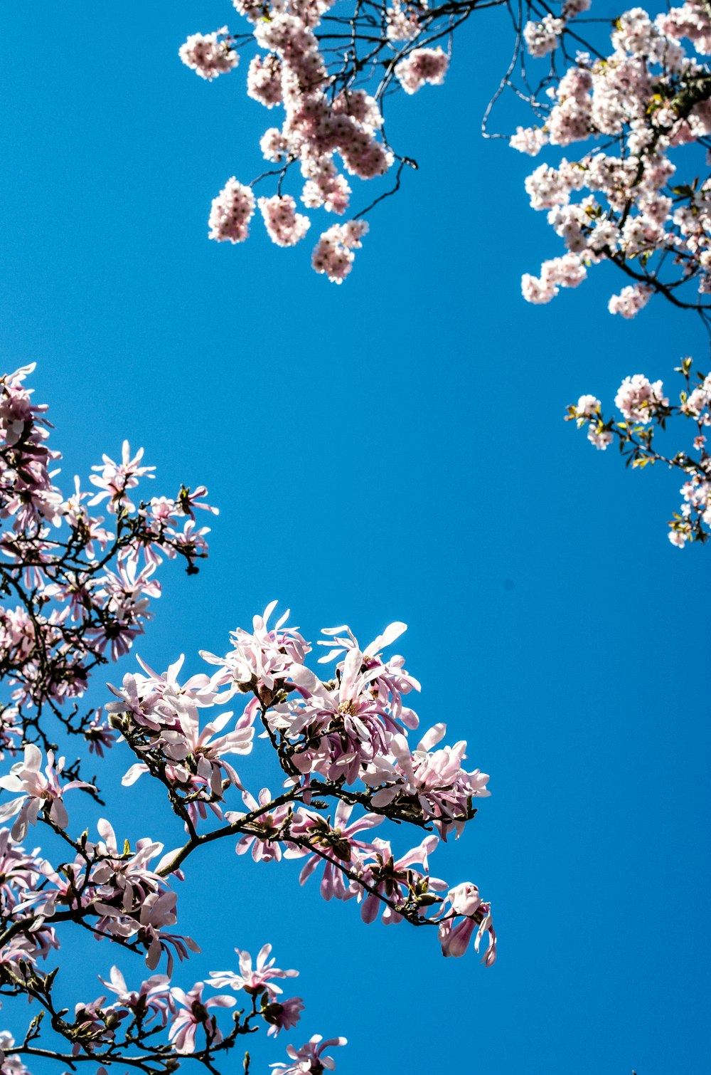 white cherry blossom tree under blue sky during daytime