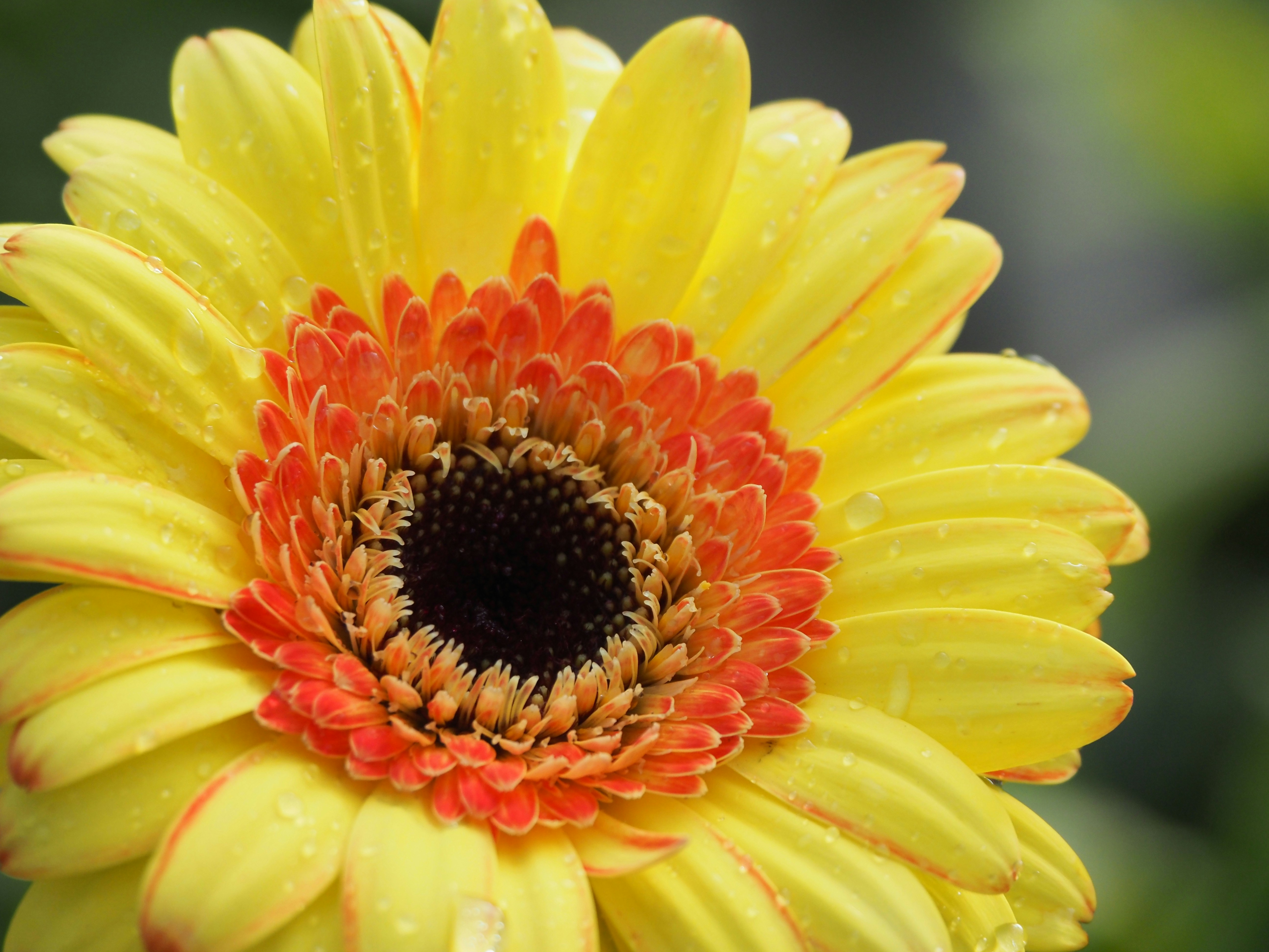 Photo by snowflakeying