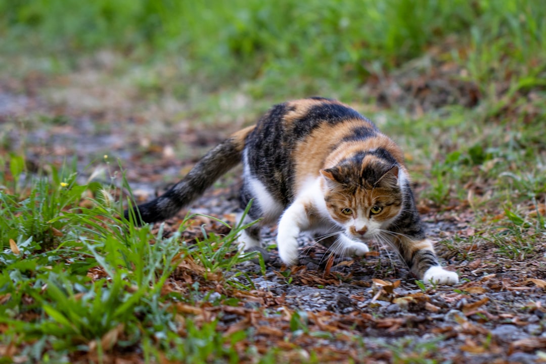 white brown and black cat on brown grass