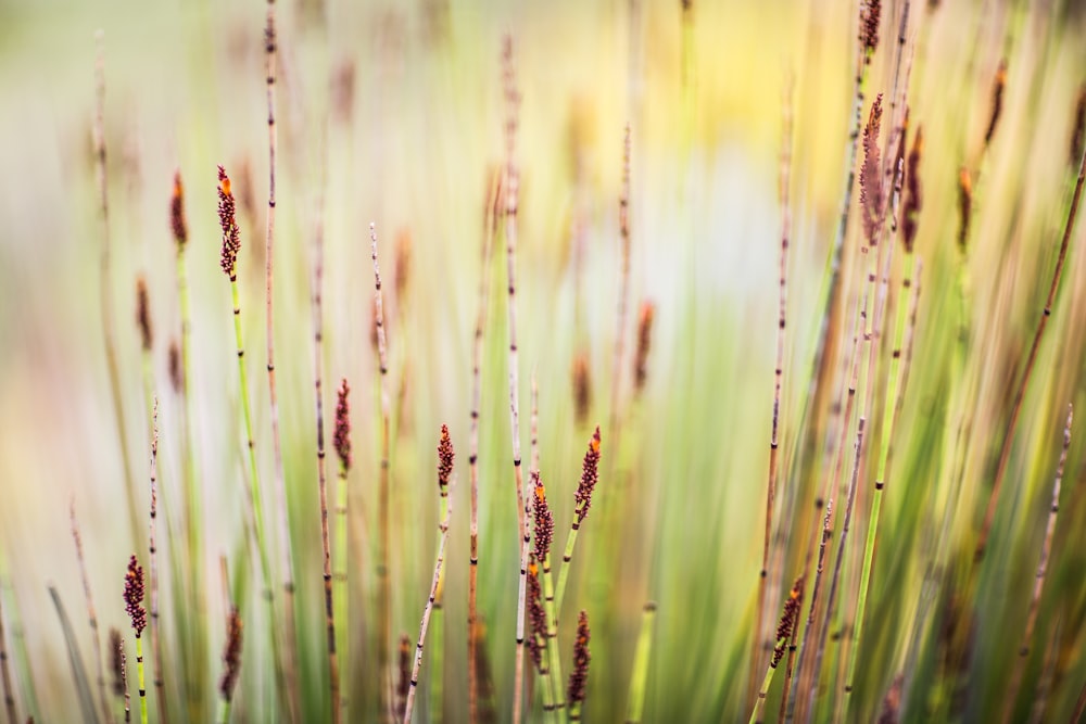 green grass field during daytime