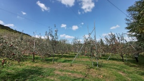 An orchard stretches across the landscape with rows of apple trees bearing ripe fruit. The sky above is partly cloudy, and the scene is encompassed by a bright blue that complements the lush green grass below. Some metal supports are in place among the trees, indicating a structured cultivation method. The hills in the background add a sense of depth and natural beauty to the peaceful rural setting.