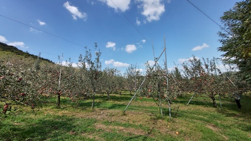 Farmers collaborating in a lush orchard, exchanging ideas under clear skies.