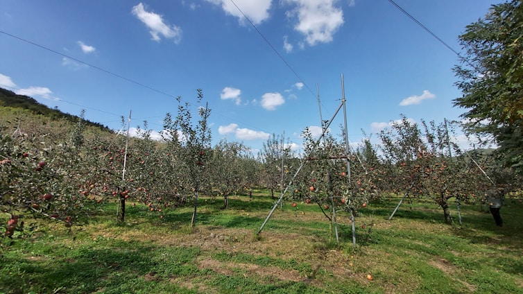 An orchard stretches across the landscape with rows of apple trees bearing ripe fruit. The sky above is partly cloudy, and the scene is encompassed by a bright blue that complements the lush green grass below. Some metal supports are in place among the trees, indicating a structured cultivation method. The hills in the background add a sense of depth and natural beauty to the peaceful rural setting.