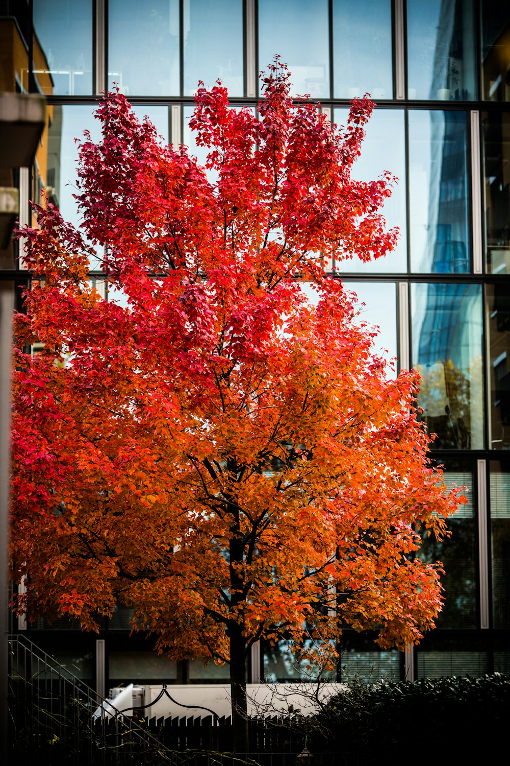 red maple tree near window