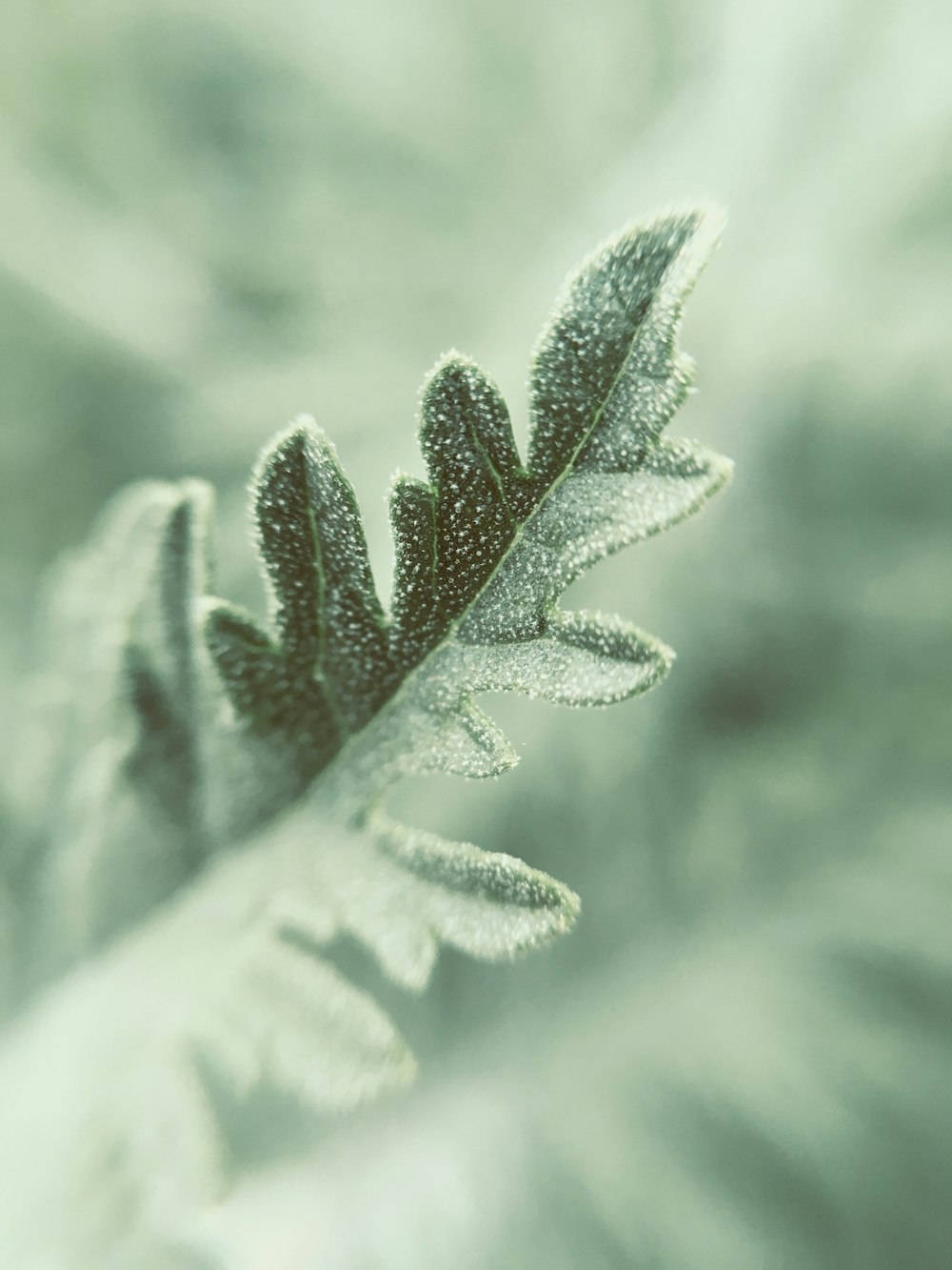 green leaf plant in close up photography