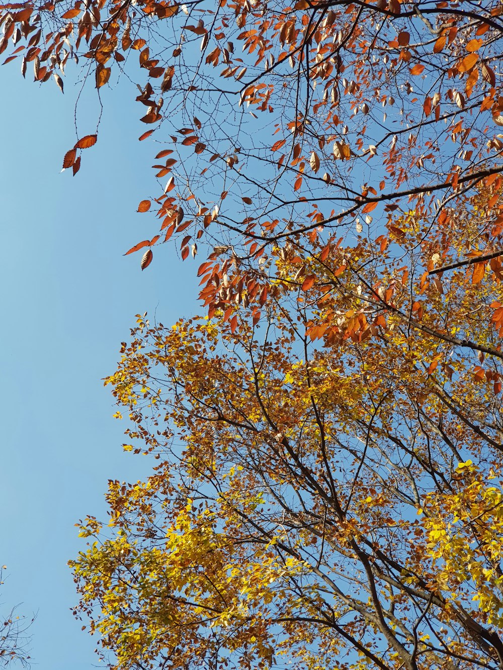 yellow leaves tree under blue sky during daytime