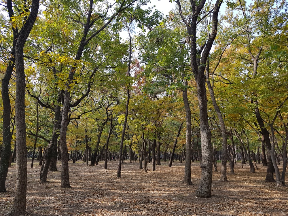 green and brown trees during daytime