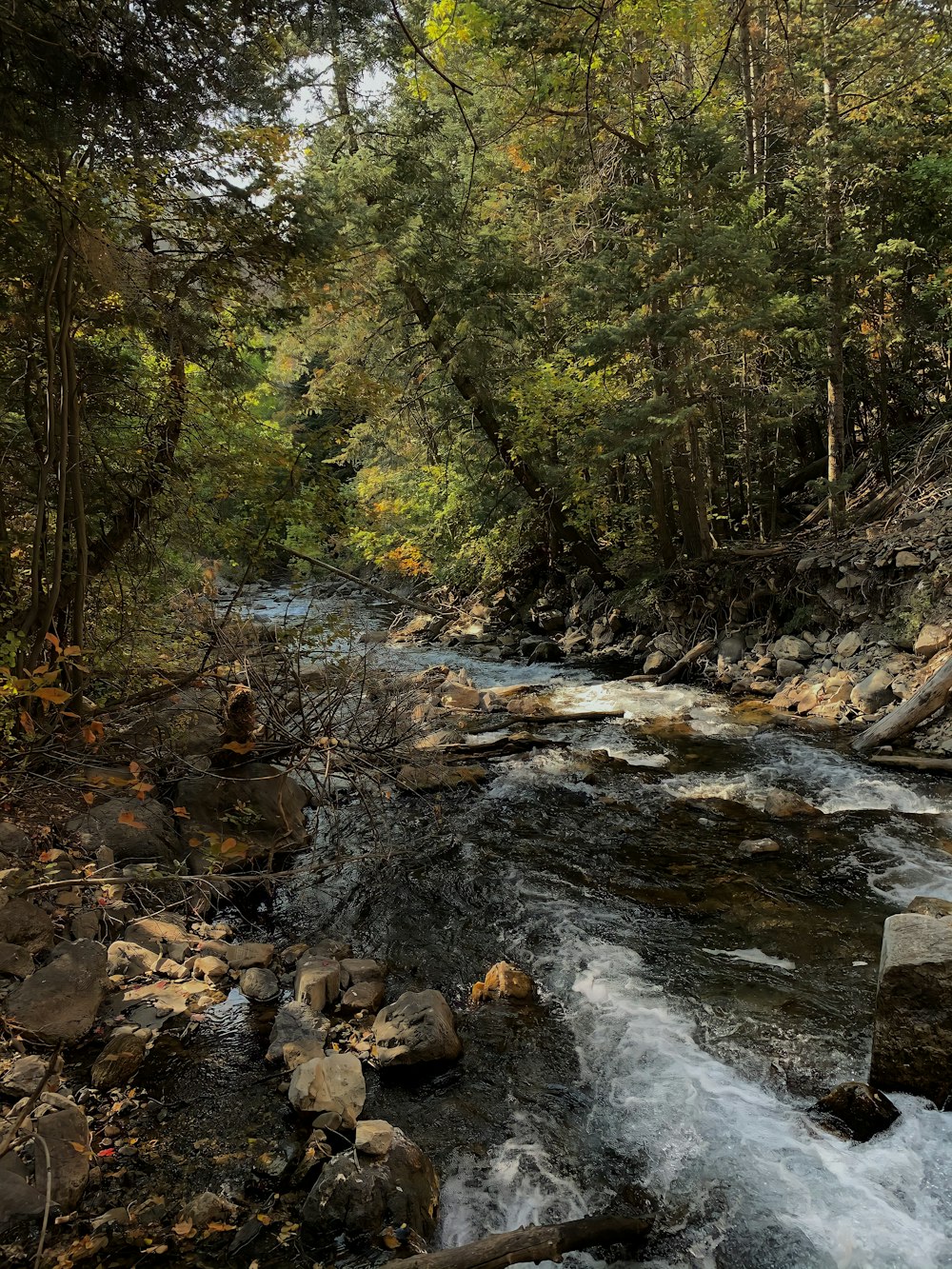 rivière au milieu de la forêt pendant la journée