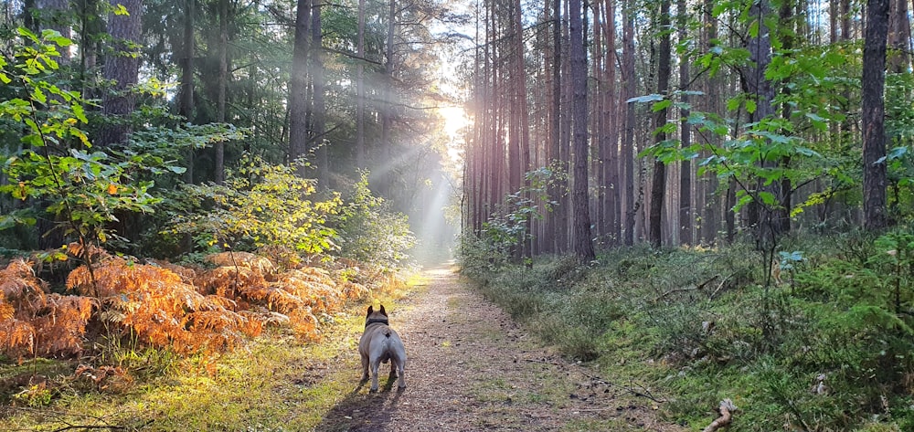 black short coated dog on dirt road between green trees during daytime