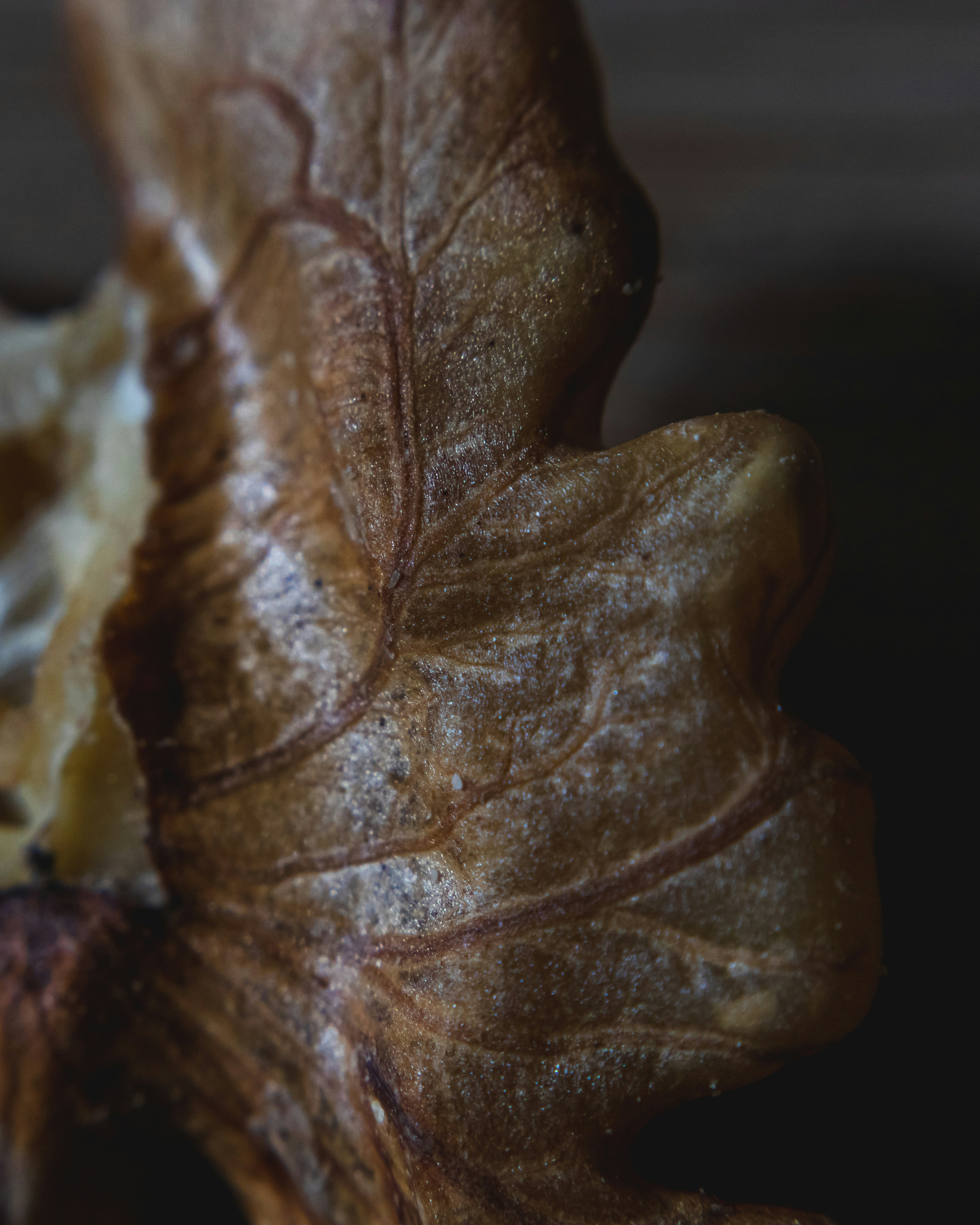 brown leaf with water droplets