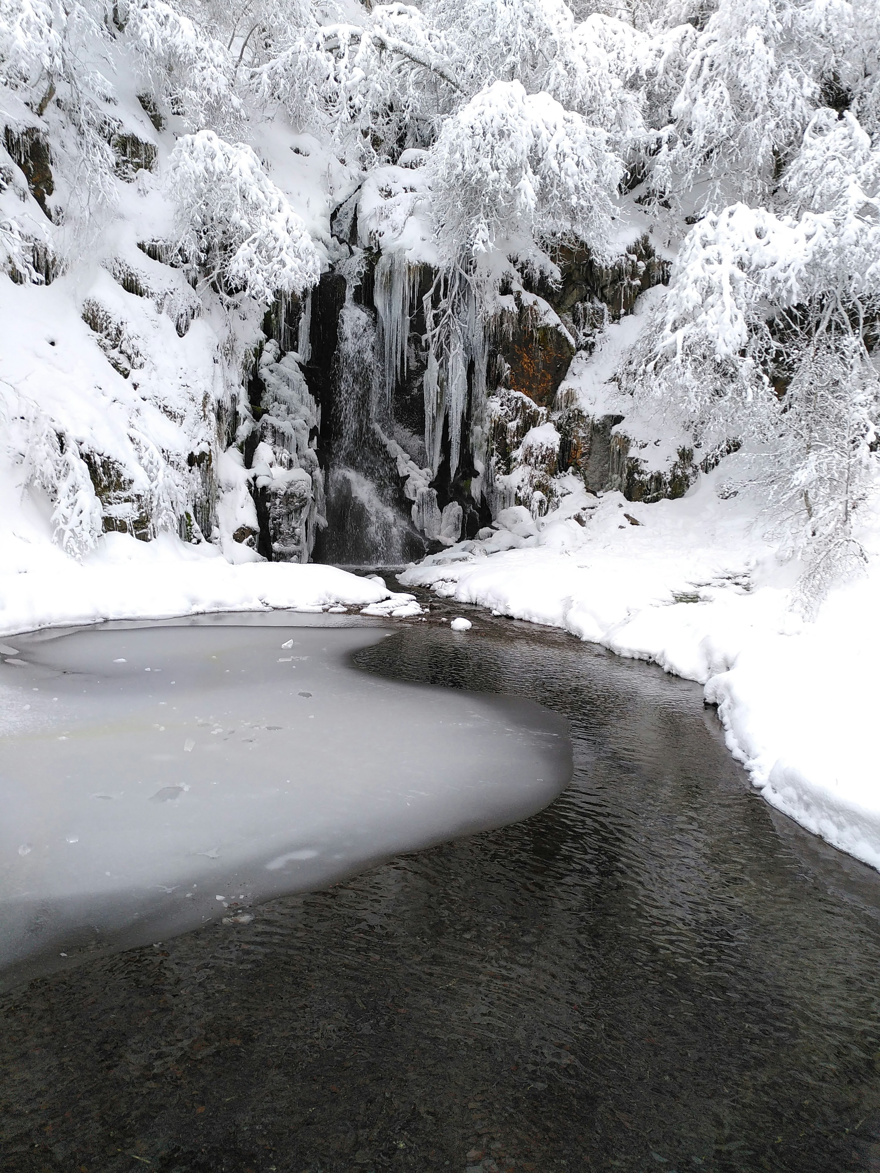 snow covered trees and road during daytime