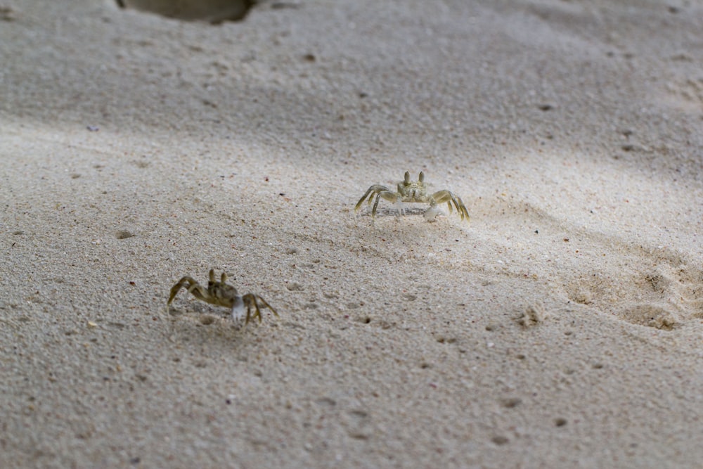 white crab on gray sand during daytime