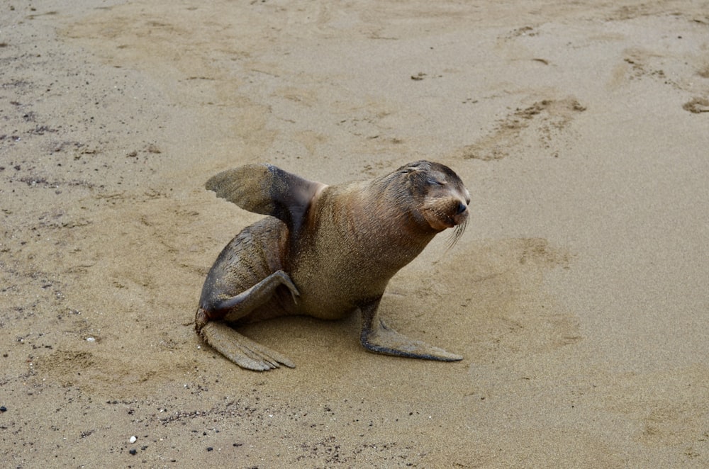 sea lion on white sand during daytime