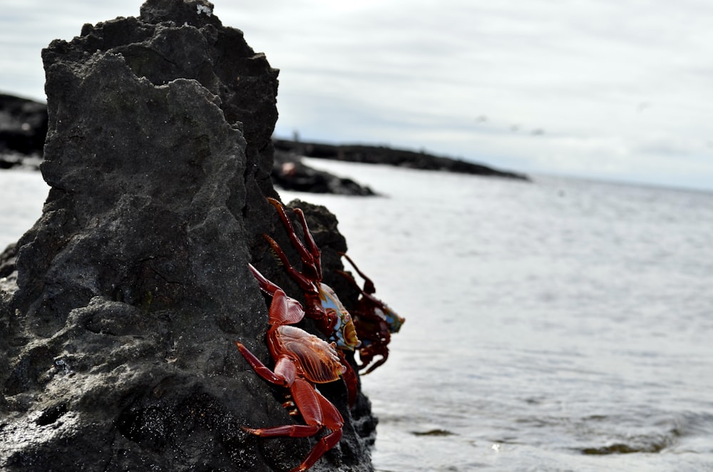 red crab on black rock near sea during daytime