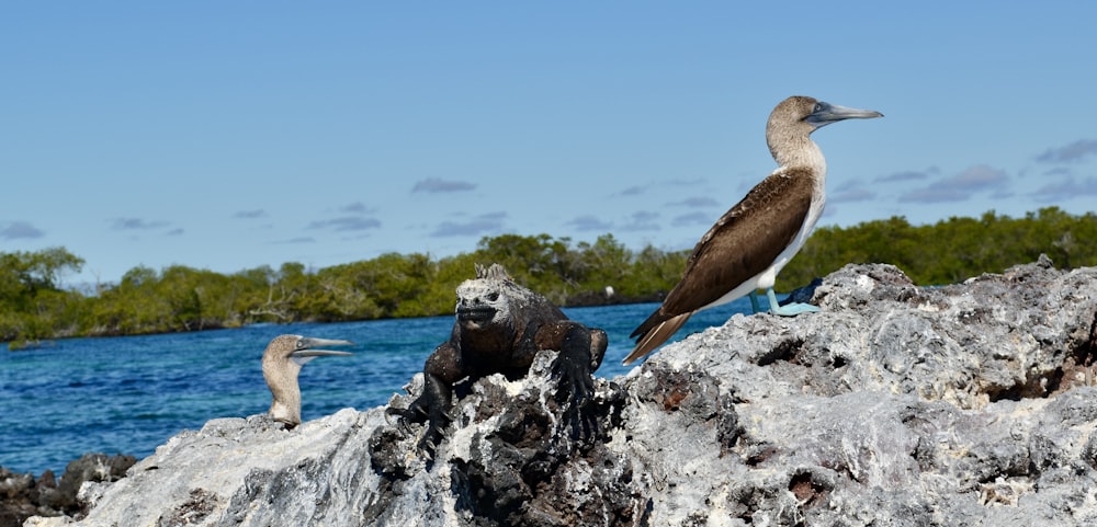 brown bird on gray rock during daytime