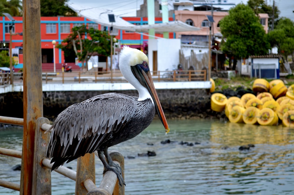 pelican perched on concrete post near body of water during daytime