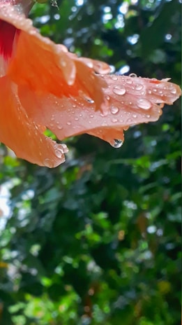 A delicate orange flower petal covered in droplets of water is prominently featured, with a blurred background of green foliage, suggesting a fresh, natural setting.