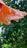 A delicate orange flower petal covered in droplets of water is prominently featured, with a blurred background of green foliage, suggesting a fresh, natural setting.
