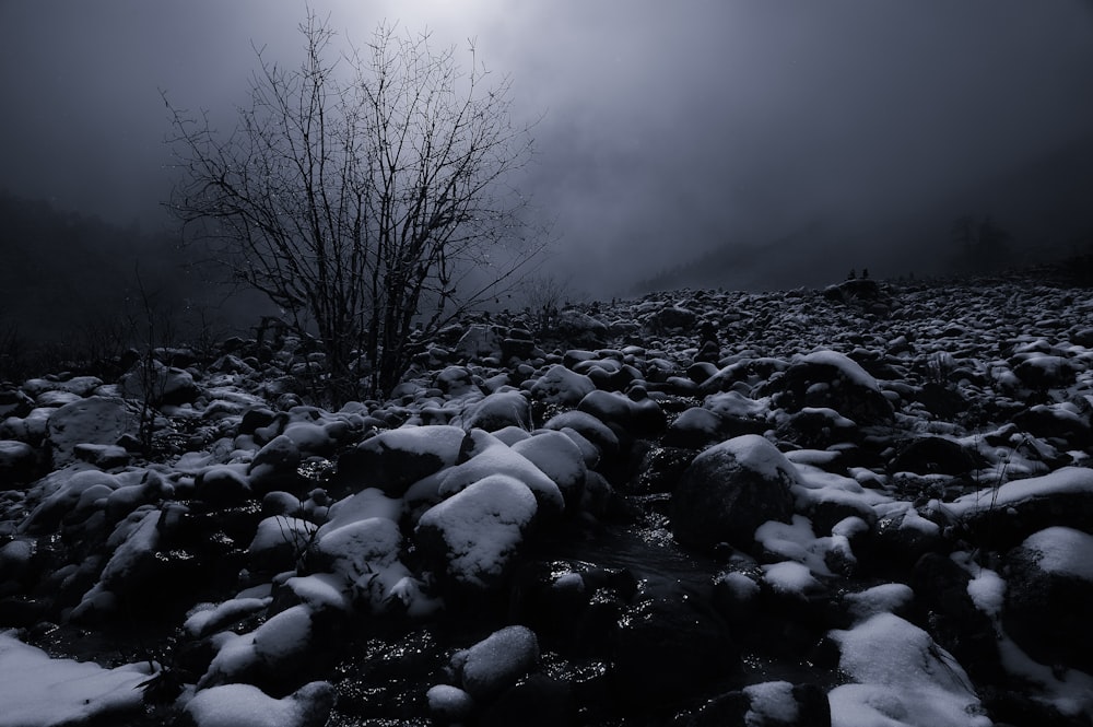 grayscale photo of bare trees on rocky ground