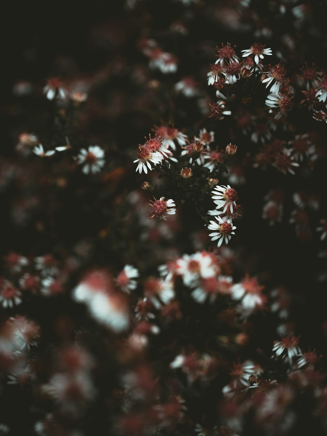 white and brown flowers in tilt shift lens