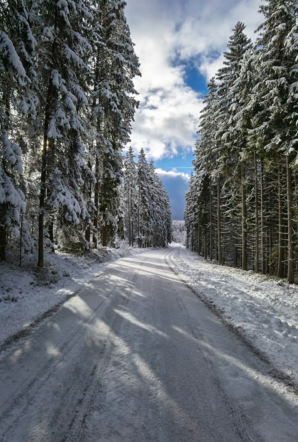 snow covered road between trees during daytime