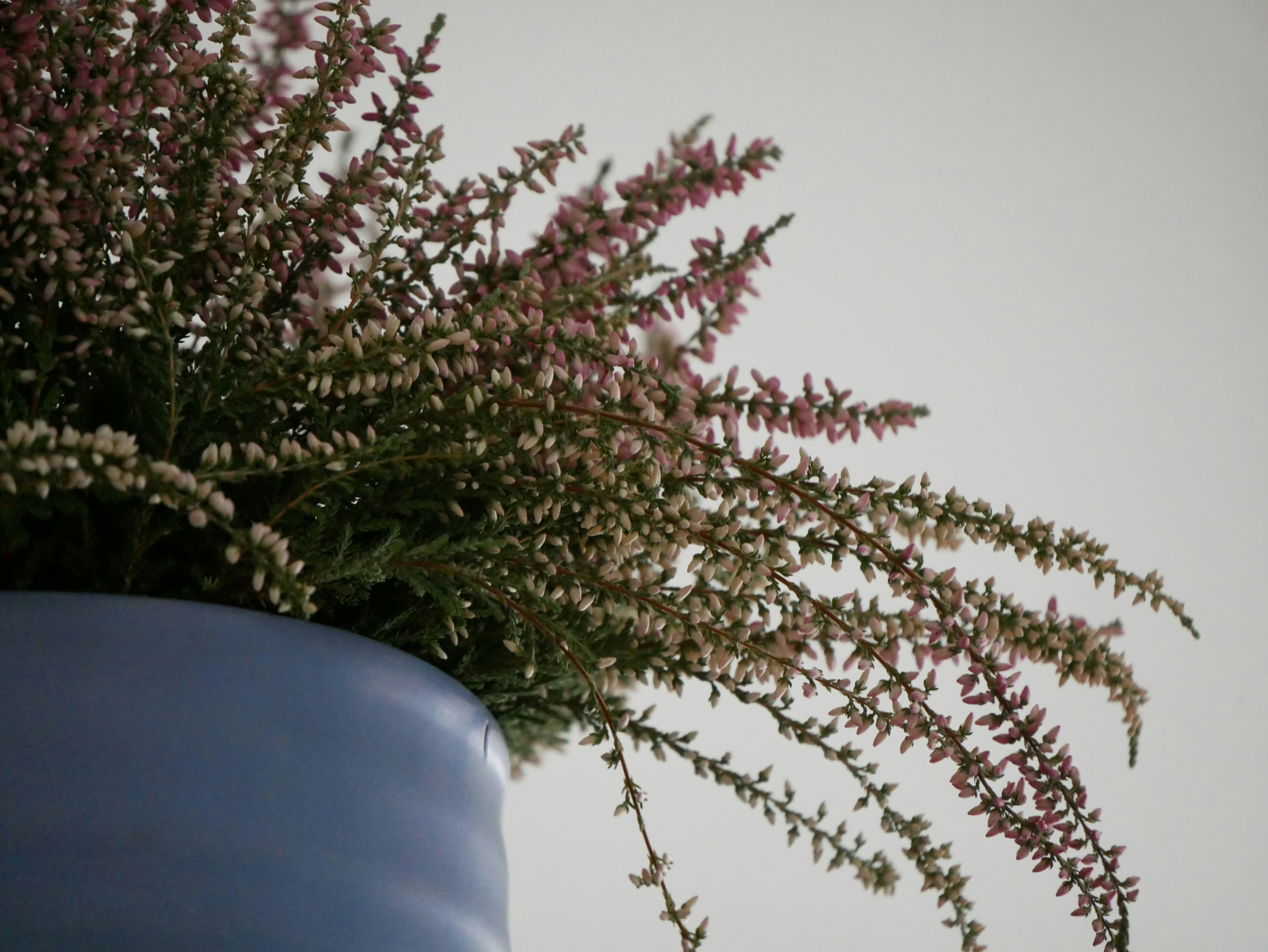 green plant on blue pot