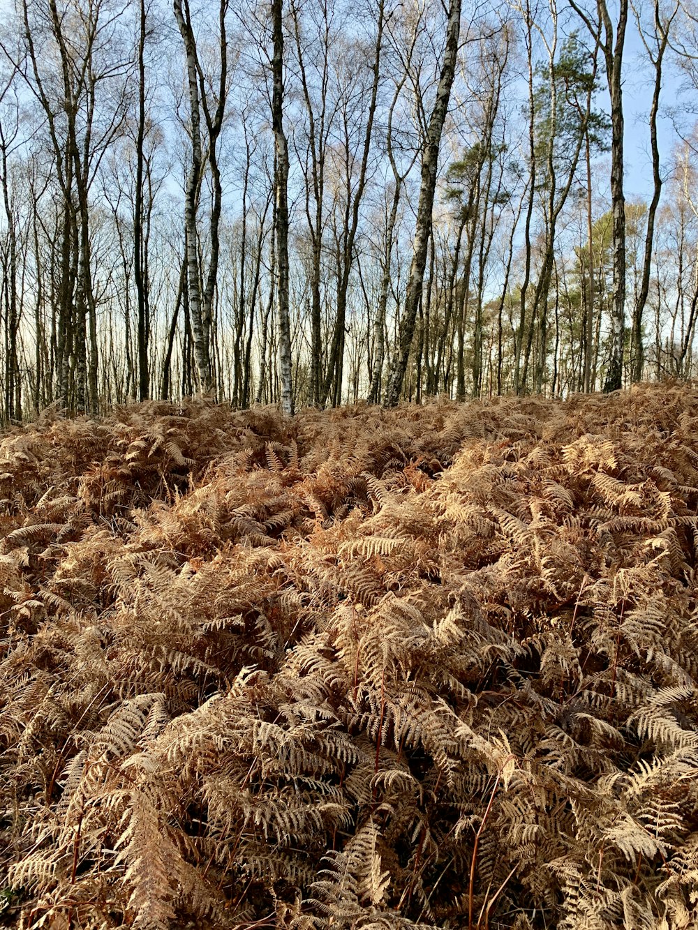 brown grass field during daytime