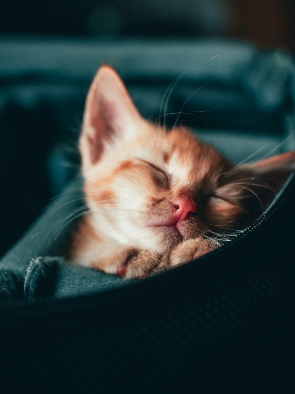 orange tabby kitten on black textile