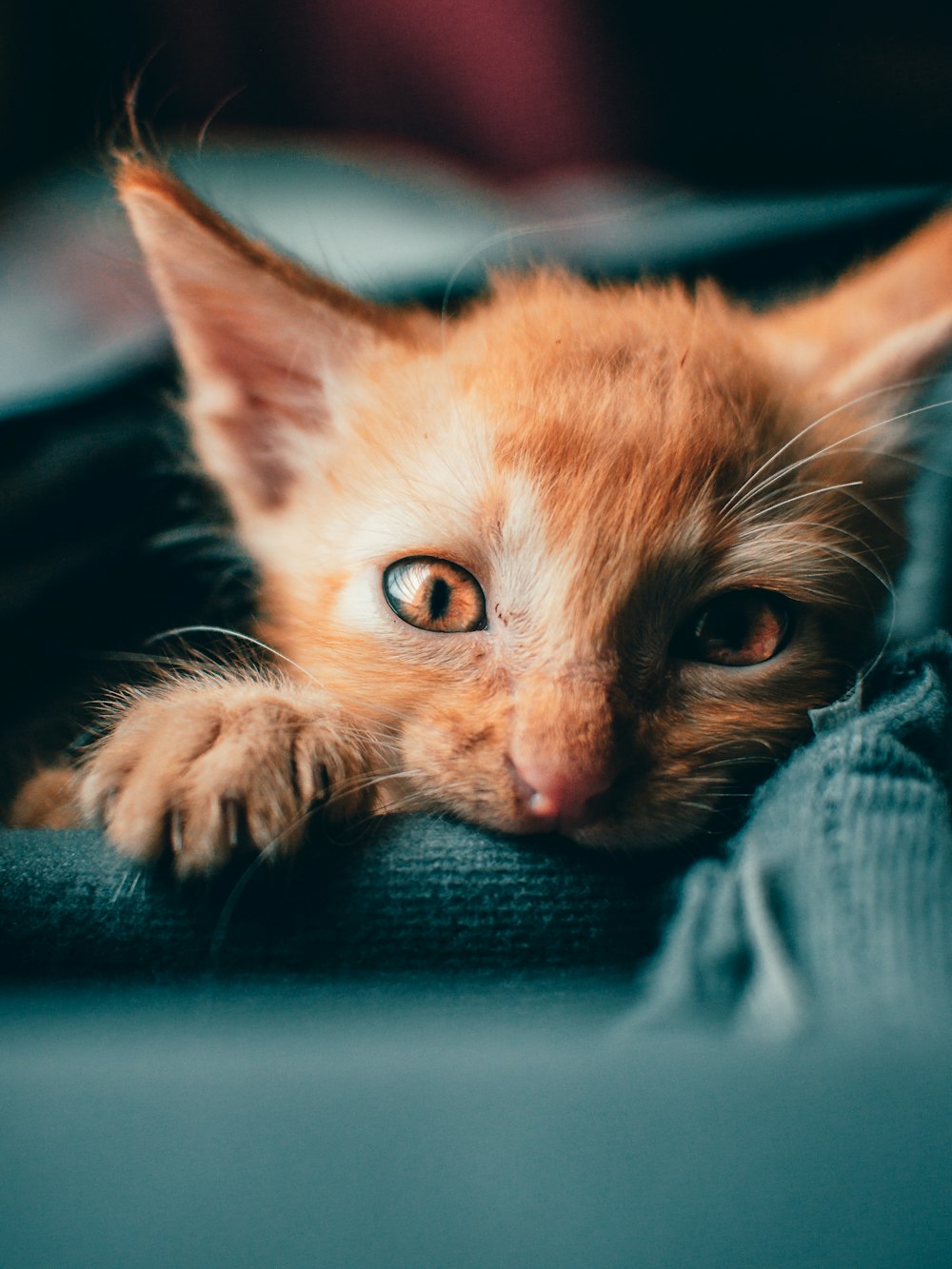 orange tabby kitten on blue textile