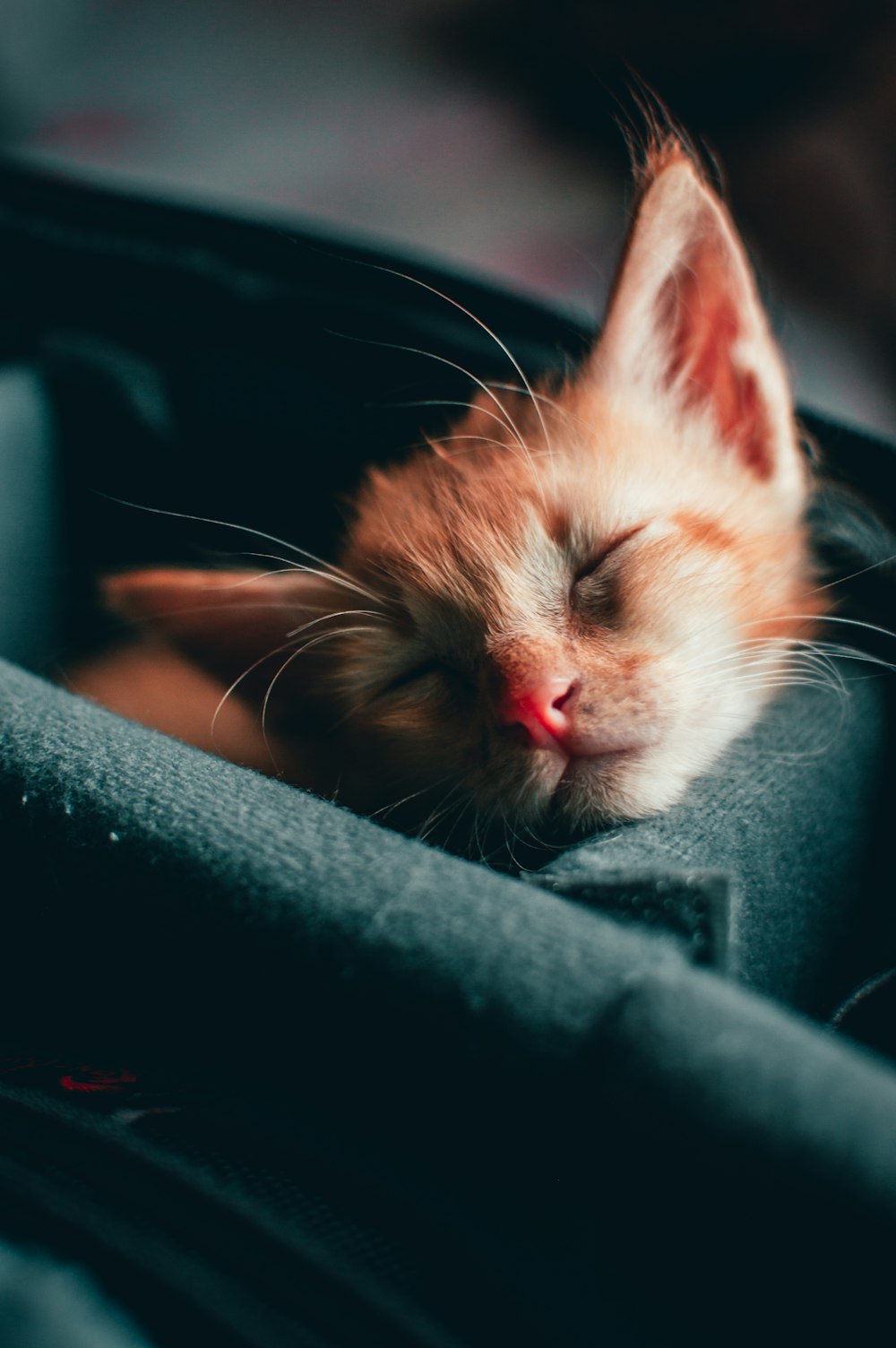 orange-weißes Tabby-Kätzchen auf schwarzem Textil