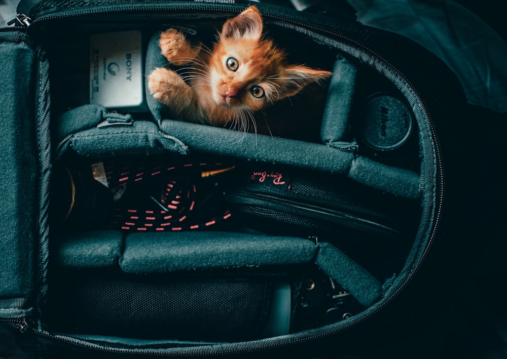 orange tabby kitten in black car seat