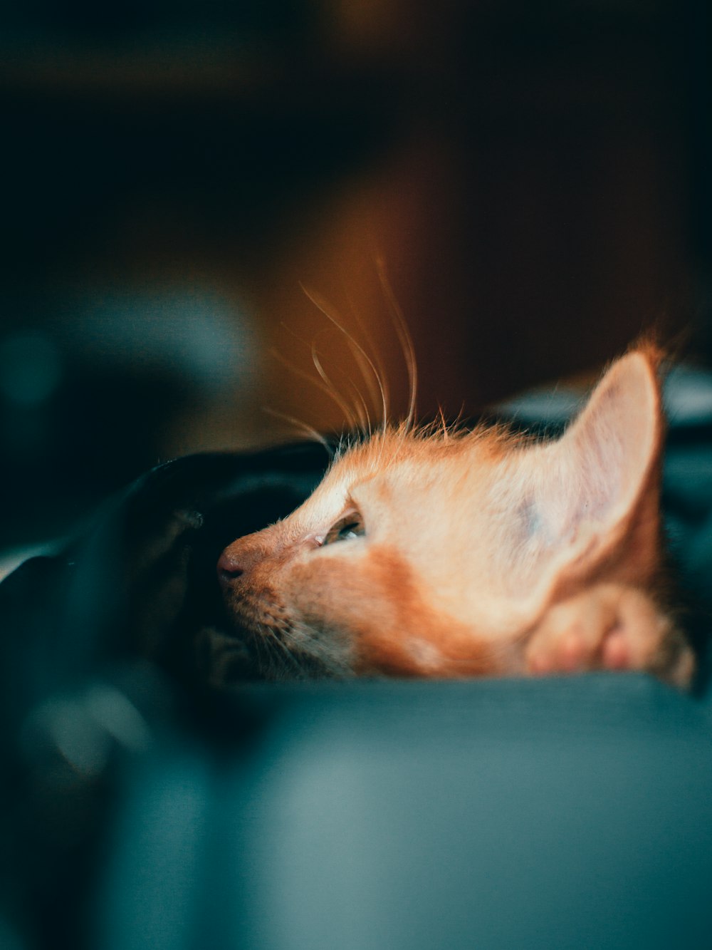 orange tabby cat lying on blue textile