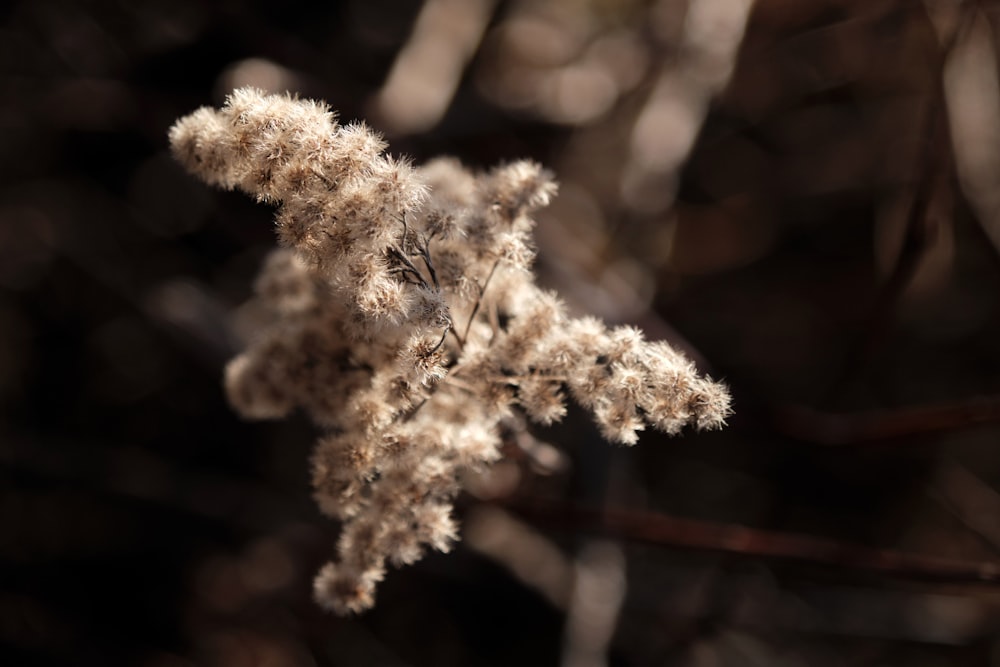 white flower in tilt shift lens