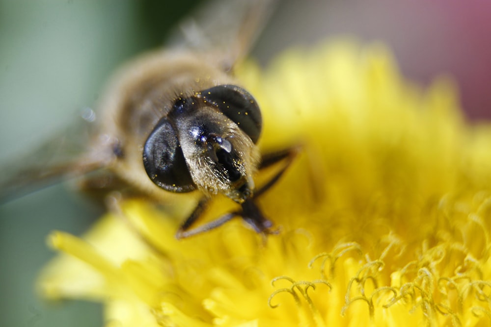 black and yellow bee on yellow flower