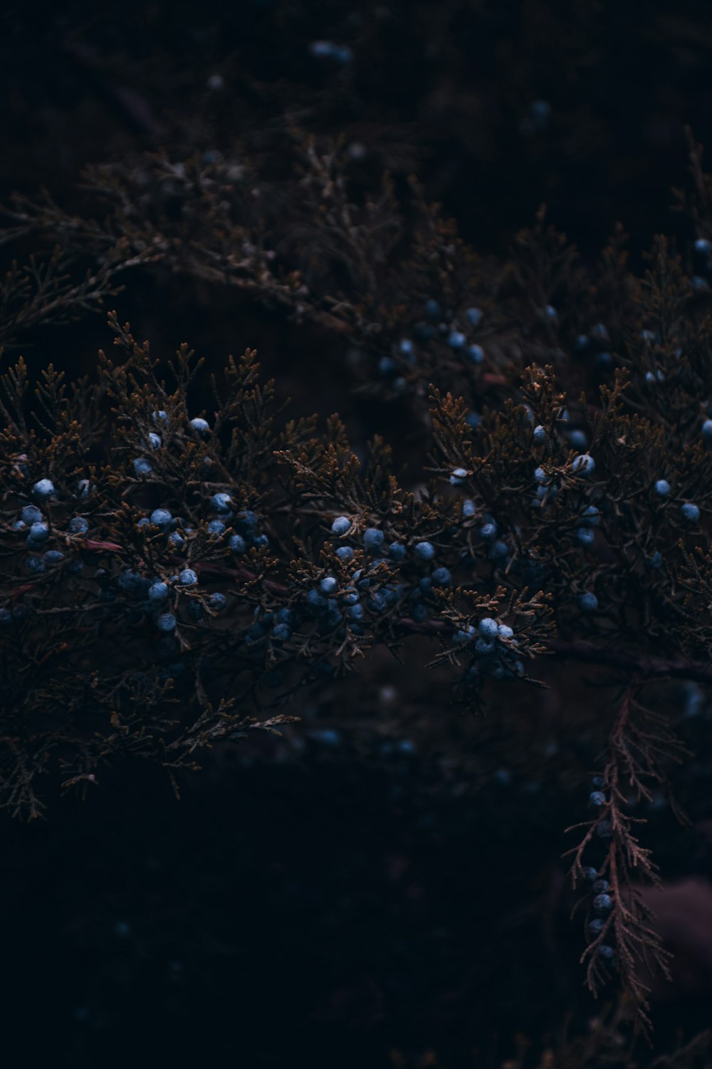 blue flowers in close up photography